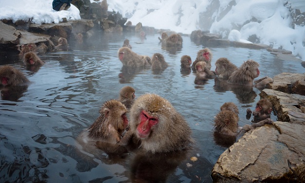 jigokudani-monkey-park_japan-luoghi-turistici
