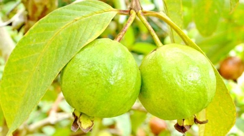 Guayabas para el crecimiento del cabello