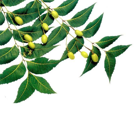 Tratar el acné con hojas de neem