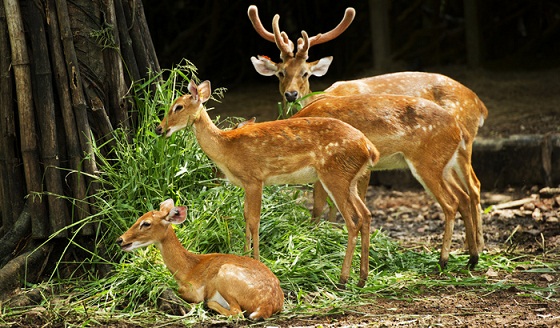 Parque de los ciervos de Malsi punto turístico dehradun
