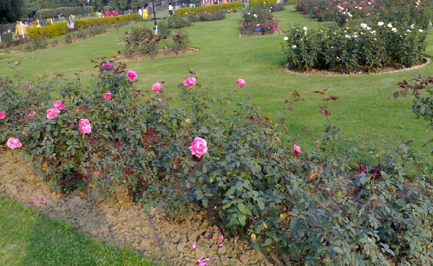 famosos-jardines-de-flores_chandigarh-lugares-turisticos