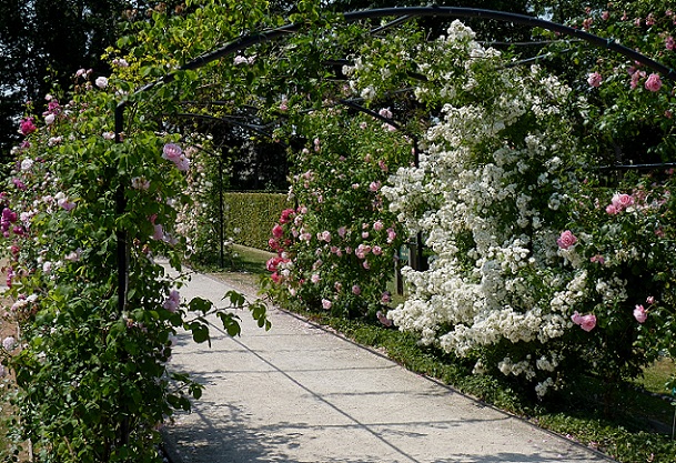 el-jardín-de-rosas-de-chandigarh_chandigarh-lugares-turísticos