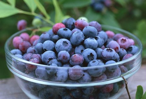frutas para comer durante el embarazo arándanos