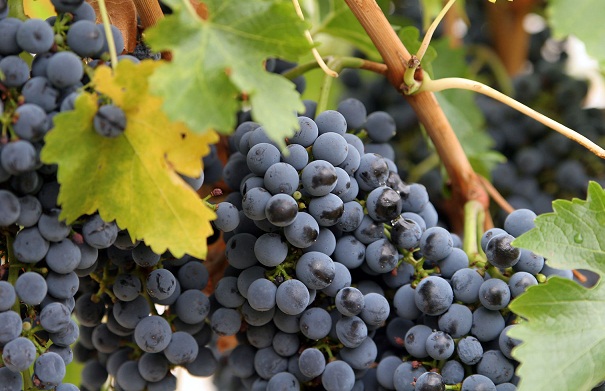 Consejos de belleza de uvas para las espinillas