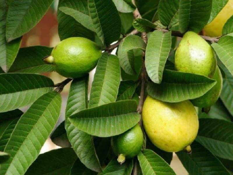 Benefici delle foglie di guava per i capelli