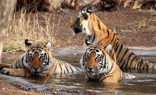 sundarbans_bangladesh-lugares-turísticos