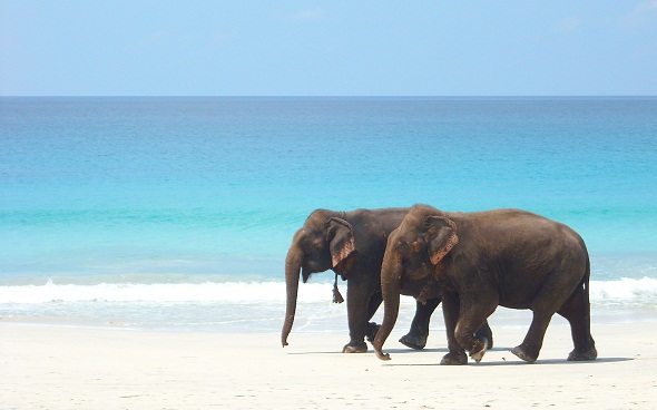 paseo por la playa de los elefantes