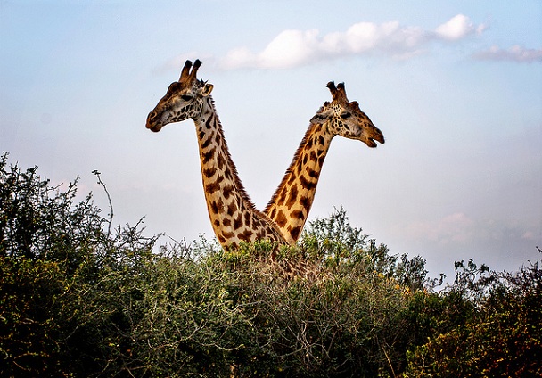parque-nacional-de-nairobi_kenya-lugares-turisticos