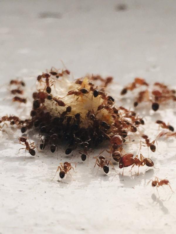 תגרשו נמלים - כך זוכים בלחם הנגוע בנמלים במאבק נגד מצב החרקים