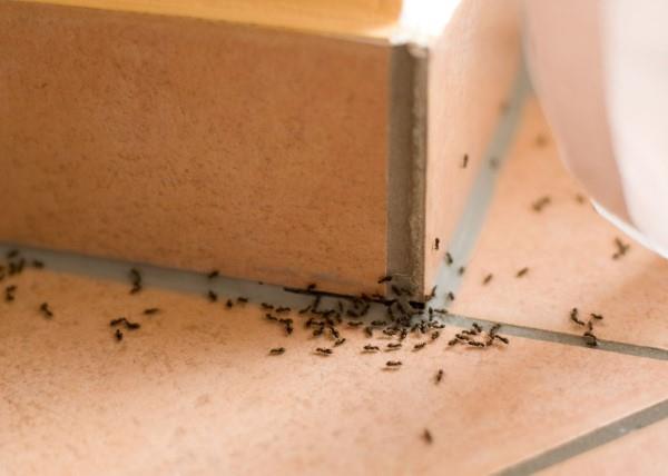 תגרשו נמלים - כך תוכלו לנצח במאבק נגד מצב החרקים של הנמלים במטבח