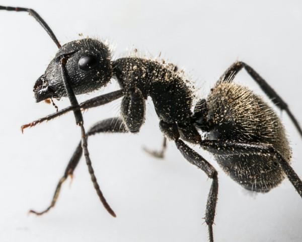 סלק נמלים - כך אתה מנצח במאבק נגד תקריב הנמלים השחורות של מצב החרקים