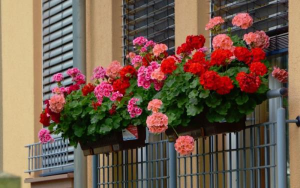 צמחי מרפסת לגרניום עצלן פרחים ורודים בצבע ורוד ורוד בארגזי חלונות על המעקה