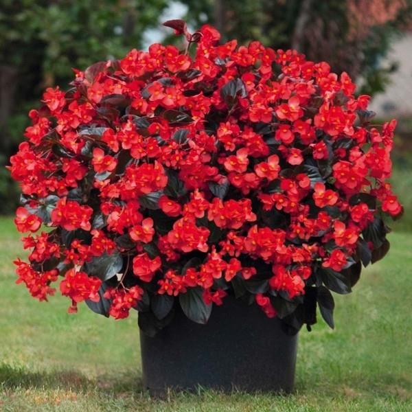 פרחי אדום בגוניה בגובה עציץ של 45 עד 60 ס