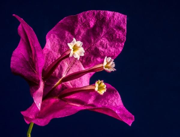טיפים לטיפול בבוגנוויליה ​​ועובדות מעניינות אודות פרח השלישייה פורח סגול מקרוב
