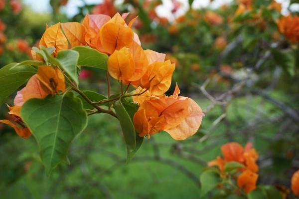 טיפים לטיפול בבוגנוויליה ​​ודברים ששווה לדעת על גן הפרחים התפוז המשולש