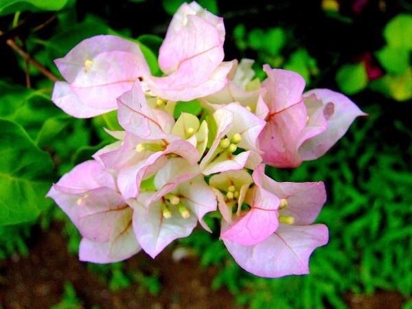 טיפים לטיפול בבוגנוויליה ​​ועובדות מעניינות אודות הפרח הוורוד הפרח המשולש רך להפליא
