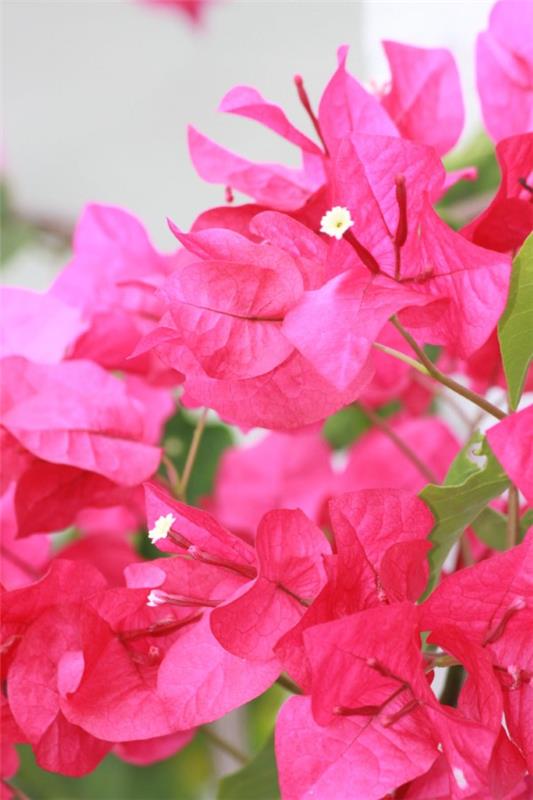 טיפים לטיפול בבוגנוויליה ​​ועובדות מעניינות על פרח השלישייה פרחים סגולים ורודים יפה