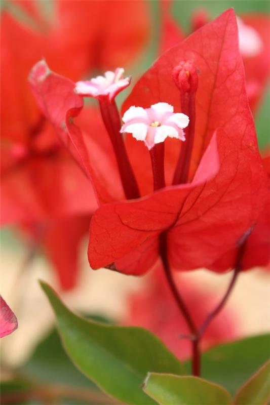 טיפים לטיפול בבוגנוויליה ​​ועובדות מעניינות על הפרח המשולש פרחים אדומים פרחים לבנים
