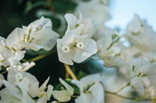טיפים לטיפול בבוגנוויליה ​​ודברים ששווה לדעת על הפרחים המשולשים בצבע לבן