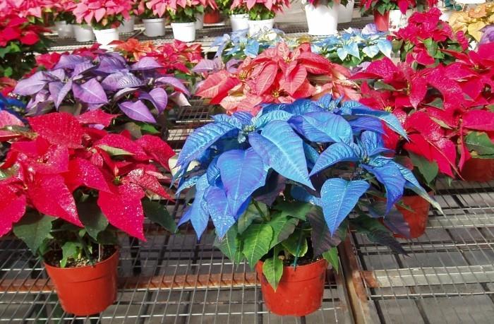 כוכב חג המולד צמחים רבים בצבעים שונים ים של צבעים בחנות הפרחים לחג המולד