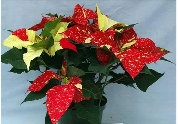 אתה יכול למצוא כוכב חג המולד דו-גוני או עם עלים מנומרים בחנויות הפרחים