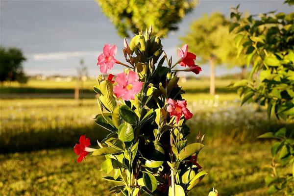 Dipladenia בגינה מיקום שטוף שמש פרחים אדומים יפים עלים ירוקים