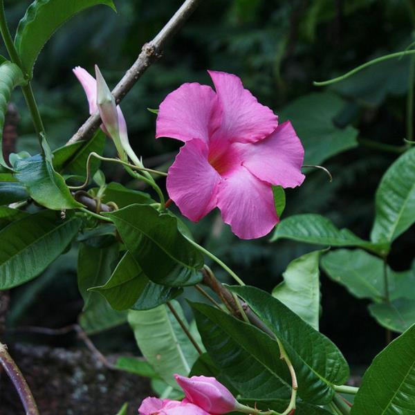 Dipladenia פרח סגול יפה עלים ירוקים שופעים זהירות רעילים