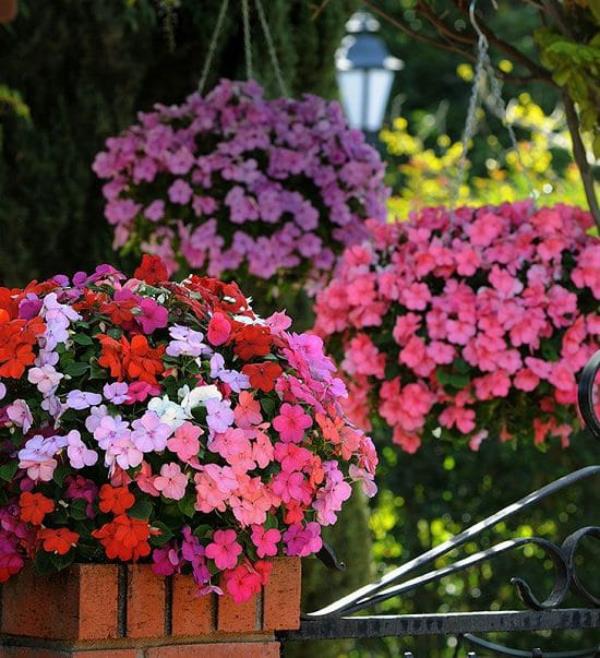 כוח פרחים מעורר קנאה של לישכן ממאי עד אוקטובר בקופסאות תלויות בצבעים רכים שונים ורוד לבן כתום סגול