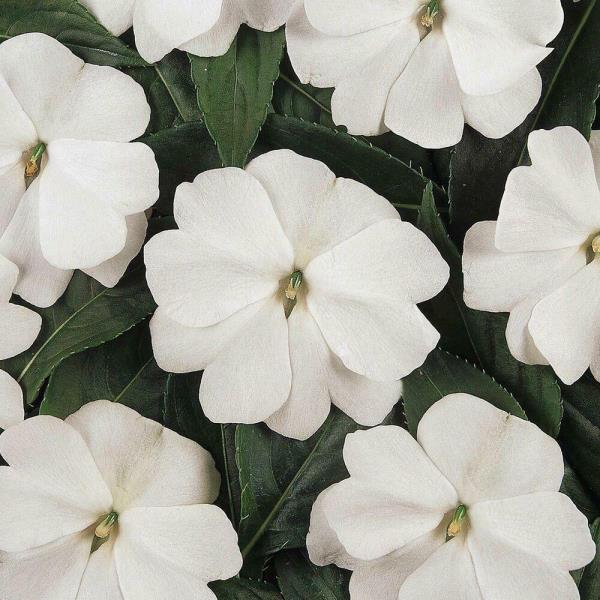 פרחים לבנים שלג קשיחים של Lieschen מנוגדים לעלים הירוקים השופעים של צמח הנוי