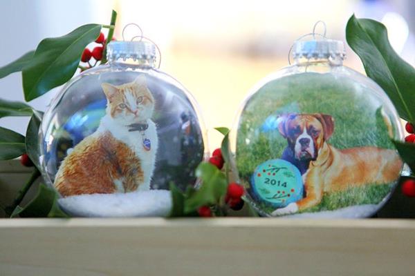 הכנת מתנות צילום לחג המולד - רעיונות יצירתיים והנחיות קישוטי חיות מחמד לכלבים