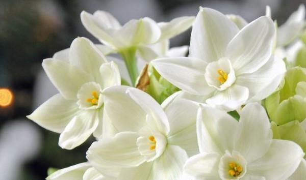 פרחי אביב של נרקיס לבן