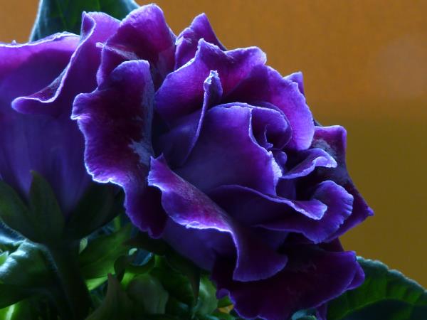 פרחי Gloxinia כחולים-סגולים מזכירים את פריחת הוורדים מראה יפה
