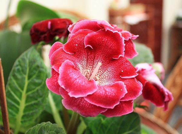 פרח אדום יפהפה של גלוקסינה, מקרוב, לבן על הקצה