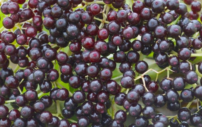 יין סמבוק מתכון פירות ענבים