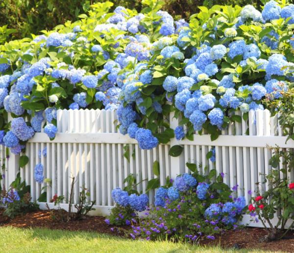 הידראנגאה פורחת גדר גן הרבה הידראנגאס פרחים כחולים נפלאים לוכדי עיניים