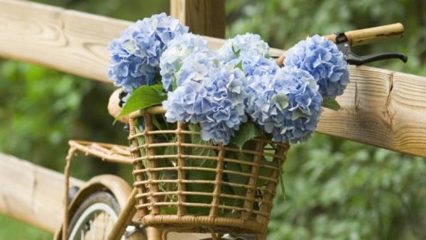סל פריחת הידראנגאה עם פרחים כחולים קישוט גן נפלא