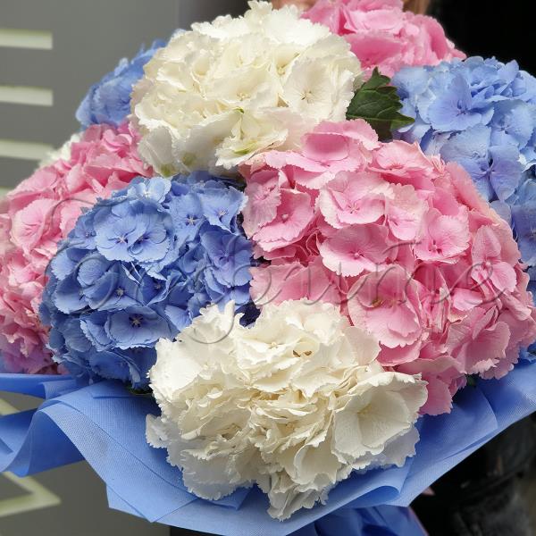 פריחת הידראנגאה מביאה פרחים יפים הקשורים יחדיו ליצירת שיח פרחים