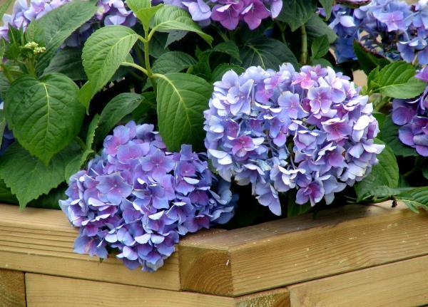 הידראנגאה פורחת פרחים כחולים ויפים צמח הגן תודה על הטיפול
