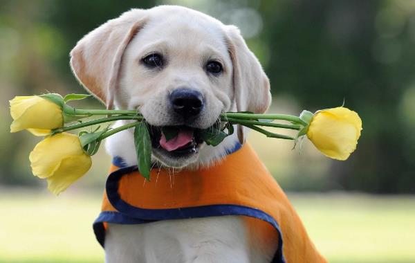 אלרגיה לכלבים - פרחים יפים - ורדים צהובים