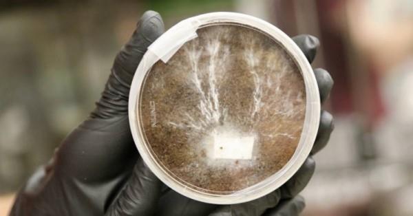 בתים על הירח והמאדים יכולים להיות עשויים מפטריות שורשי תפט בזכוכית