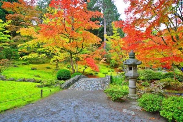 מייפל יפני טבע יפה וצורות מרשימות