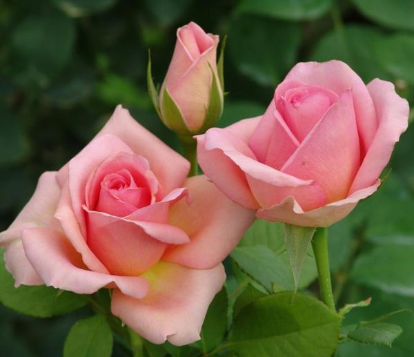 להילחם בכינים על ורדים תרופות ביתיות כנימות ורד שיח זמן הפריחה