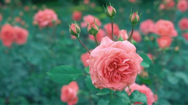 כינים על ורדים נלחמות בתרופות הבית זמן הפריחה