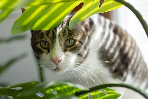 טיפול מונסטרה ודברים שכדאי לדעת על ילדים רעילים של חתול עלה החלון