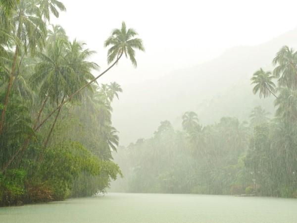 טיפול מונסטרה ועובדות מעניינות על יער הגשם של עלון החלון הקיצוני רטוב יותר