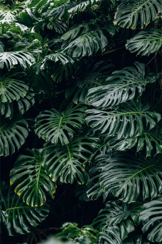 טיפול מונסטרה ועובדות מעניינות על עלה החלון צמחים ענקיים מיער הגשם