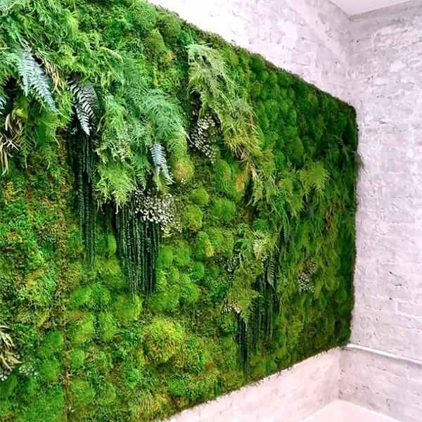 טחב ביופיליית קיר קיר ירוק עיצוב טחב מיני אזוב