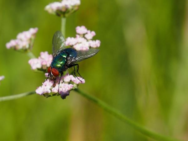 שיטות טבעיות ותרופות ביתיות לזבובים, כמו גם עצות מועילות אחרות למאביקי זבובים