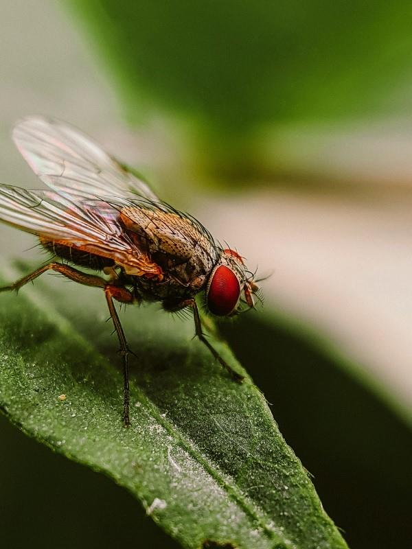 שיטות טבעיות ותרופות ביתיות נגד זבובים, כמו גם עצות מועילות אחרות המעופפות בגינה ובבית
