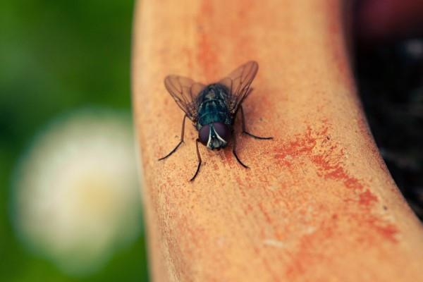 שיטות טבעיות ותרופות ביתיות לזבובים, כמו גם עצות מועילות אחרות להטסת זבובים בגינה